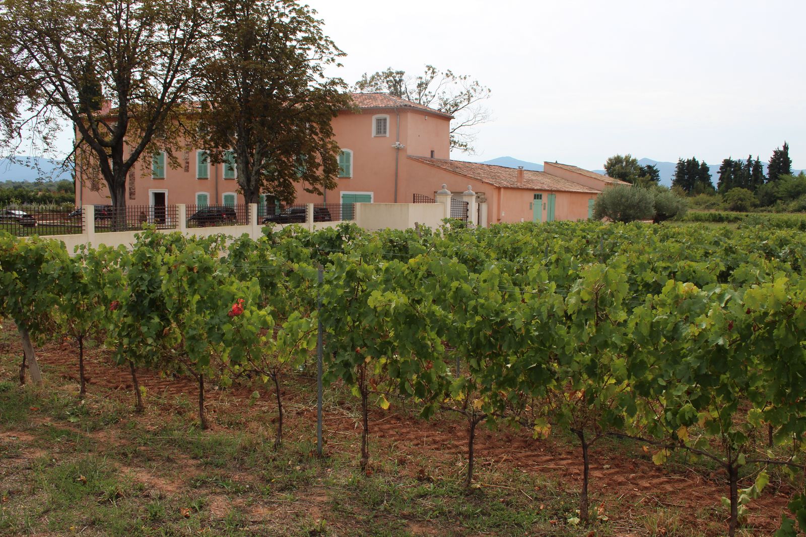 Au paradis des vignobles de Provence