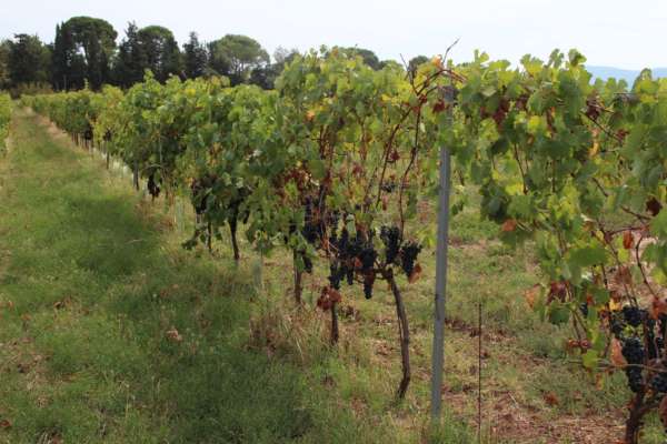Pack 4 pieds de vigne résistants aux maladies