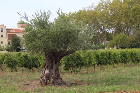 Pique Nique des Vignerons Indépendants au Château Paradis