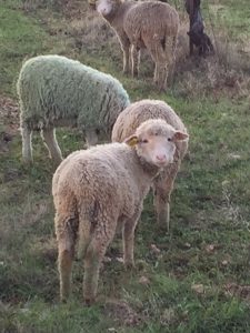 Les moutons de chateau paradis